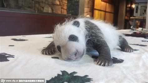 Photos Of Baby Panda In Washington Dc Revealed Peoples Daily Online