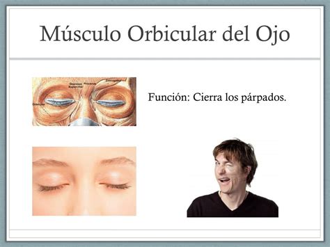 Funcion Del Musculo Orbicular De Los Ojos Consejos Ojos