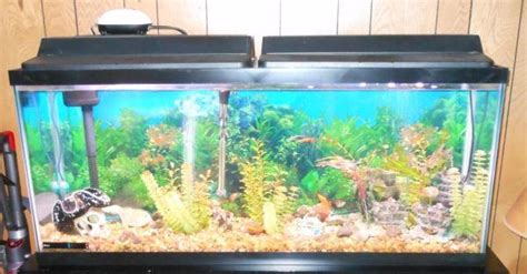 It has the original rectangular shape of a fish tank and. 55 Gallon Fish Tank - (Mankato) for Sale in Mankato ...