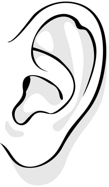 Anatomy Of The Human Ear Pictures Illustrations Royalty Free Vector