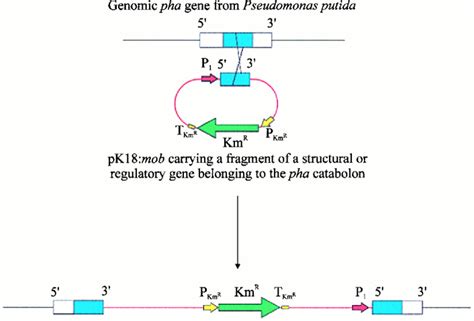 Molecular Characterization Of The Phenylacetic Acid Catabolic Pathway