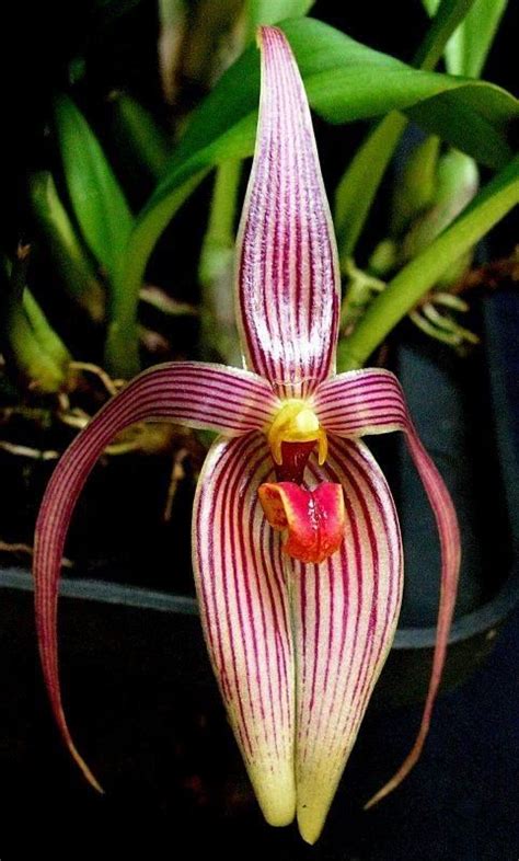Strange Orchid Orquídeas Raras Flores Exóticas Planta Orquidea
