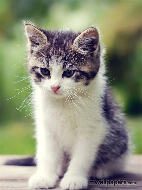 Download Cute Kitten Wallpaper Hd By Curtisroberts Cats 2021