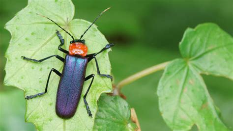 10 Insects You Should Actually Want Around Your Plants