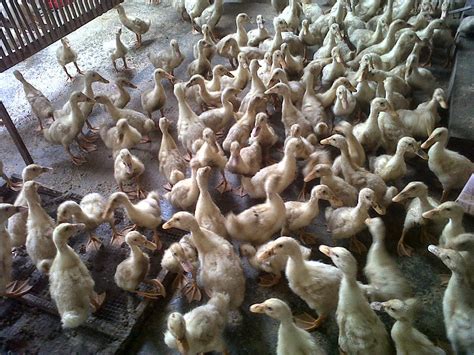 0823 3574 0483 kami menyediakan : BERITIK BLOG: GAMBAR BETERNAK ITIK PEDAGING 1