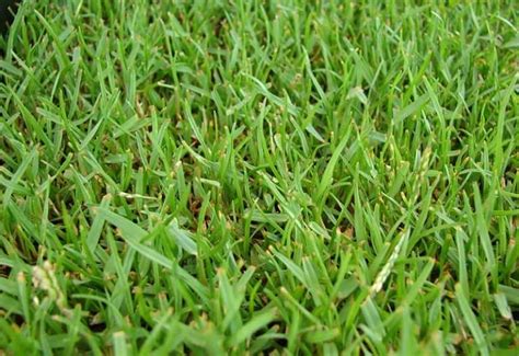 How To Care For Zoysia Grass Maintaining And Growing Tips