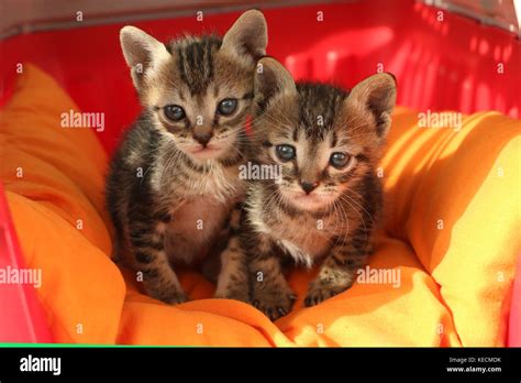 Beautiful Kittens Hi Res Stock Photography And Images Alamy