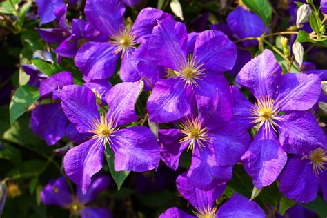25 Purple Flower Ideas For Your Garden Pots And Planters