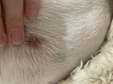 Skin Allergy Or Insect Bite — Strictly Bull Terriers