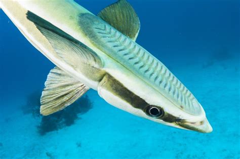 6 Fakta Menarik Tentang Ikan Remora Yang Jarang Diketahui Edukasi