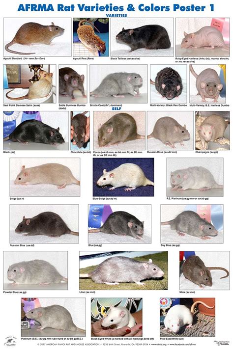 AFRMA Rat Varieties Colors Poster P1 Pet Rodents Funny Rats Pet Rats