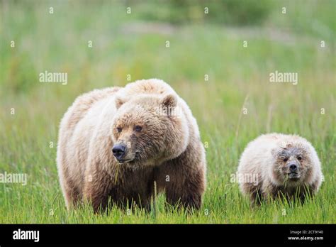 Usa Alaska Lake Clark National Park And Preserve Brown Bear And Bear