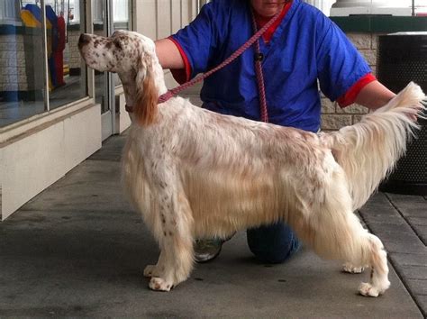 Irrelevant Profoundities English Setter Show Dogs Stacked