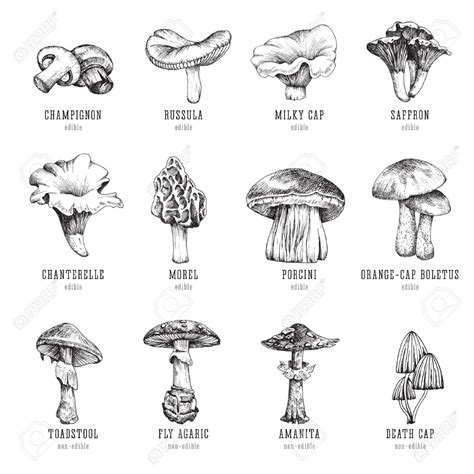 types of mushrooms to eat