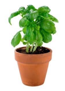 Learn how to grow basil indoors or outdoors with this guide from the gardening experts at the home depot. How to Grow Basil Indoors: Growing Basil Herb on Your ...