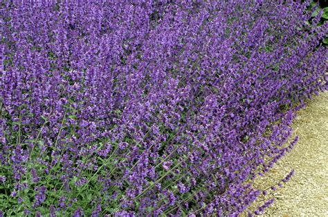 Plant nepeta in full sun or partial cats are almost as enamored of catmints as they are of catnip (which belongs to the same genus). Catmint Plant Varieties