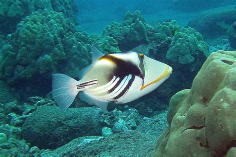 Humuhumu Nukunuku Apuaa Lagoon Triggerfish Barryfackler Flickr