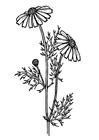 Rozen, tulpen, zonnebloemen en nog veel meer. Kleurplaat worm - Afb 17843.