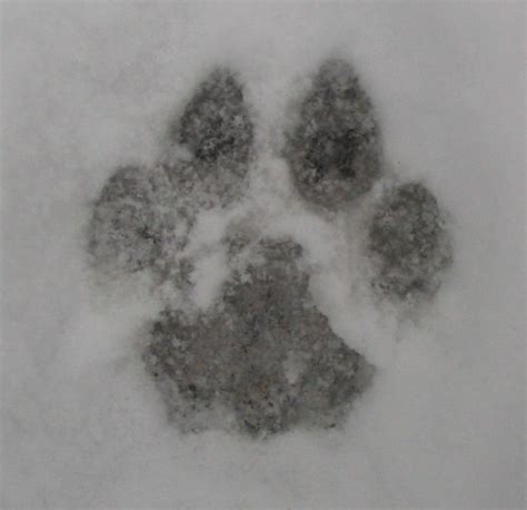 Cougar Paw Print In Snow Animal Tracks In Snow Animal Tracks Animal