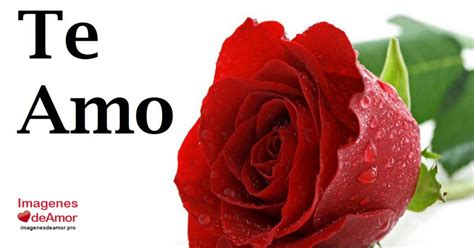 14 Imagenes De Hermosas Rosas Con Frase Te Amo