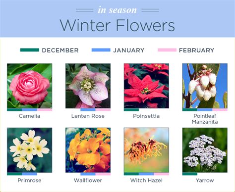 Winter Flowers Name List G4rden Plant