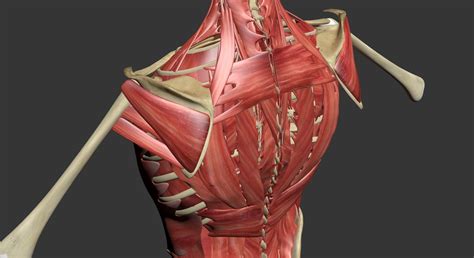 Human Torso Muscle Anatomy 3dsmax 3d Model Cgtrader