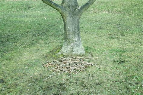 Pile Of Twigs And Branches At Base Of Tree High Angle View Stock