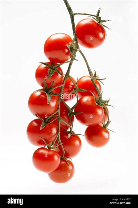 Several Cherry Tomatoes On Vine Stock Photo Alamy
