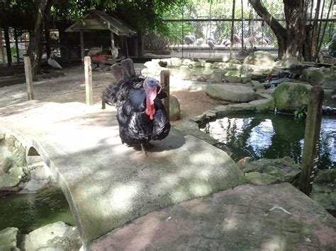 .seberang jaya, seberang jaya on tripadvisor: puteri manja: Taman Burung, Seberang Jaya