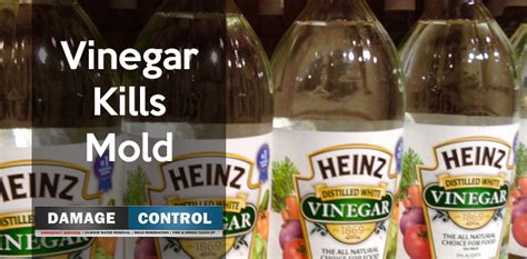 If so, you are probably wondering how to mix borax and vinegar to kill mold and whether or not it works. Vinegar Mixtures That Kill Mold -- Damage Control 911