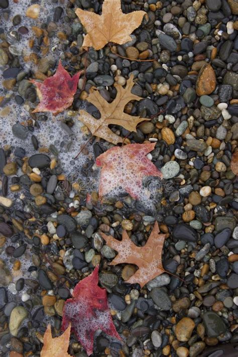 Wet Autumn Leaves On A Pebble Beach The Sea Wave Soaked The Leaves