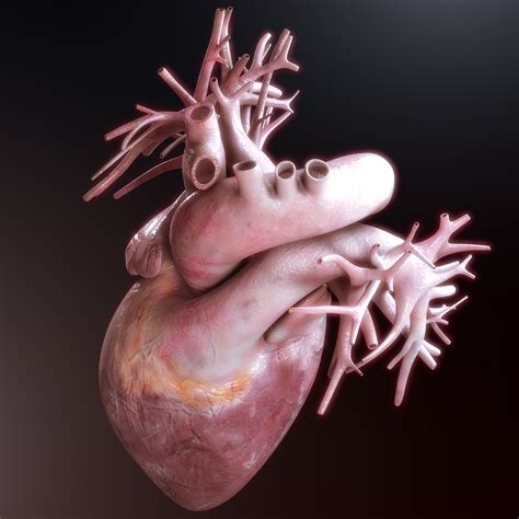 Realistic Human Heart 3d Model