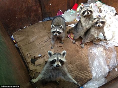 I guess a wildlife trapper like myself is the best bet, but i personally won't help you. Racoons stuck in dumpster have adorable reactions after ...