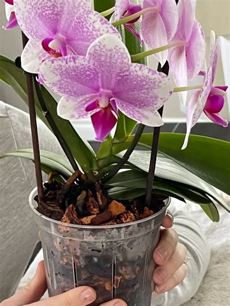How To Repot An Orchid Successfully The Contented Plant