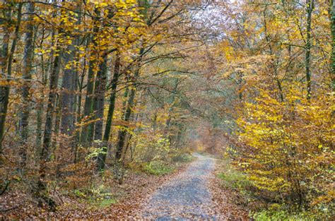 Herbstlicher Waldweg Foto And Bild Landschaft Jahreszeiten Herbst