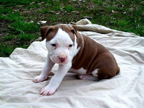 Puppy Red Nose Pitbull Red Nose Pitbull Puppies Pitbull Puppies