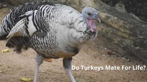 Breeding Behavior Of Turkeys Tom N Hen