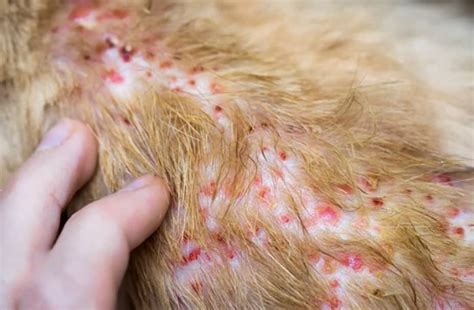 Feline Miliary Dermatitis Symptoms Causes And Treatment Kingsdale