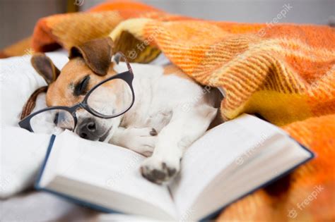 Premium Photo Dog With Reading With Glasses Asleep In A Comfortable