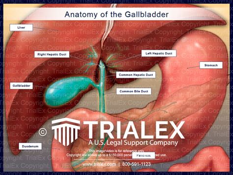 Anatomy Of The Gallbladder Trialexhibits Inc