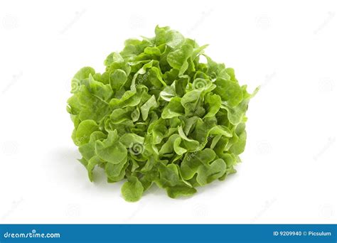 Fresh Lettuce On White Stock Photo Image Of Salad Butterhead 9209940