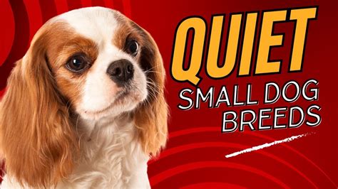 Top 7 Quiet Small Dog Breeds Perfect For Apartment Living Dogs 101