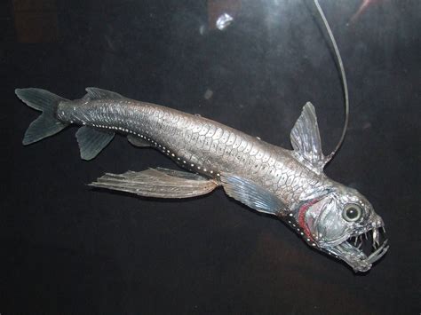 Sloanes Viperfish Oceanium Zoochat