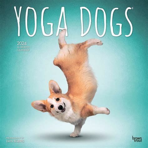 Yoga Dogs Official 2024 Square Wall Calendar Browntrout