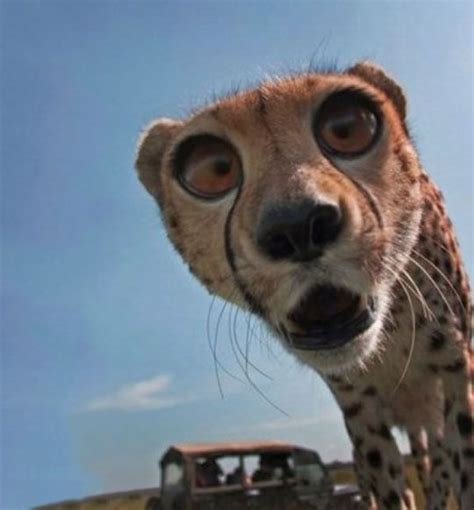 Funny Cheetah Derp Face Camera Cute Funny Animals Funny Animal