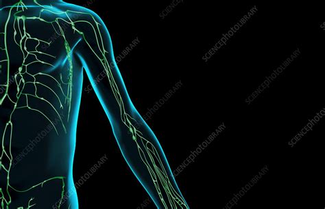 The Lymph Supply Of The Upper Limb Stock Image F0016711 Science