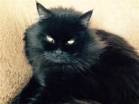 Half Black Persian Male Neutered Cat Oak Bay Victoria