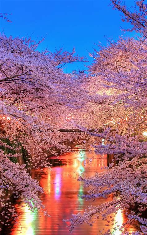 2560x1440 japan wallpaper 4k #643720. Free download hanami Blossom Sakura Japan Wallpaper ...