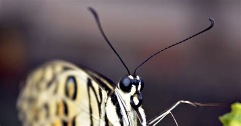 Hakeem Photography Lime Butterfly Papilio Demoleus