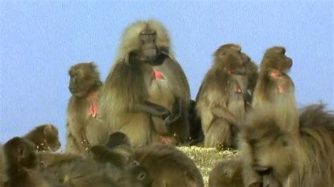 Gelada Baboon Sexual Tension Battle Of The Sexes In The Animal World